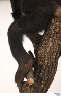 Chimpanzee Bonobo leg 0015.jpg